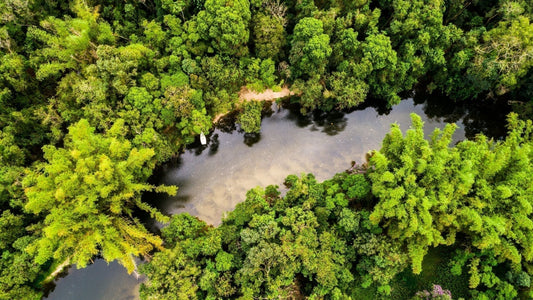 The Sustainability of Our Amazon Butters