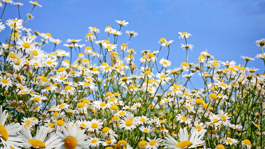 Best Essential Oils For Spring