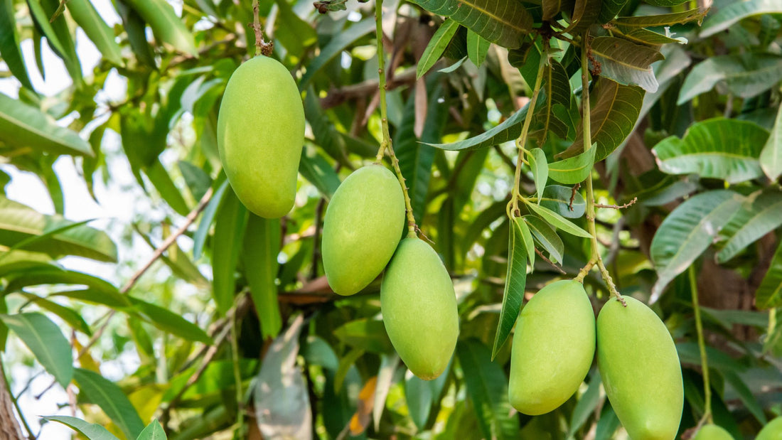 Discover Exotic Mango Butter