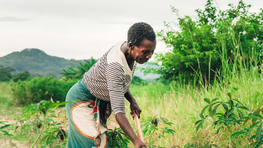 Where Does Tea Tree Oil Come From?