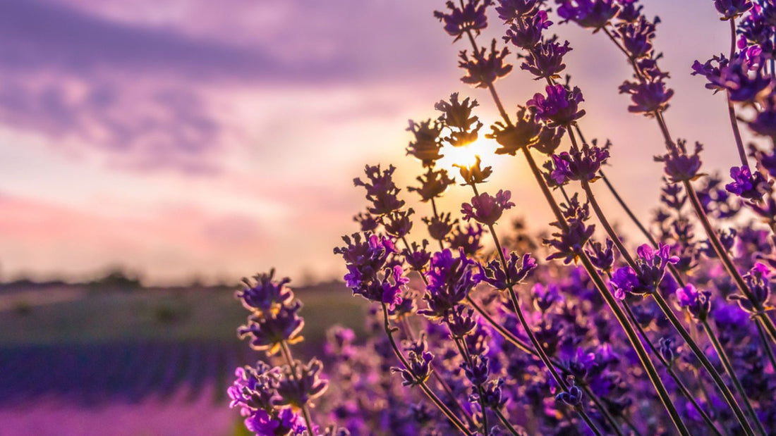 Discover the potential benefits of lavender oil, according to scientific research