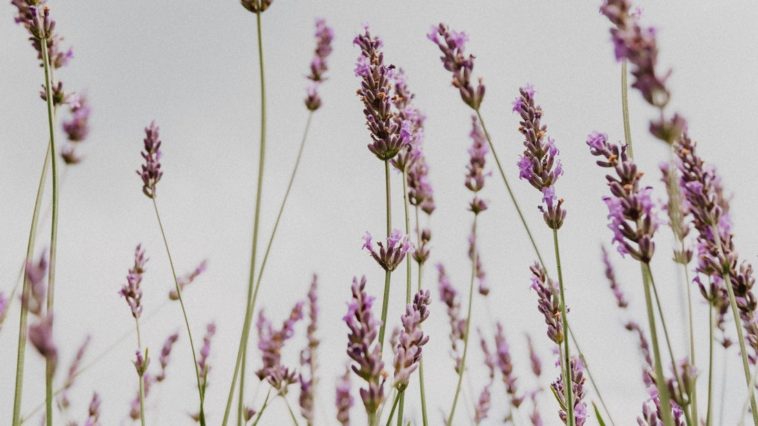 Lavender melt and pour soap recipe