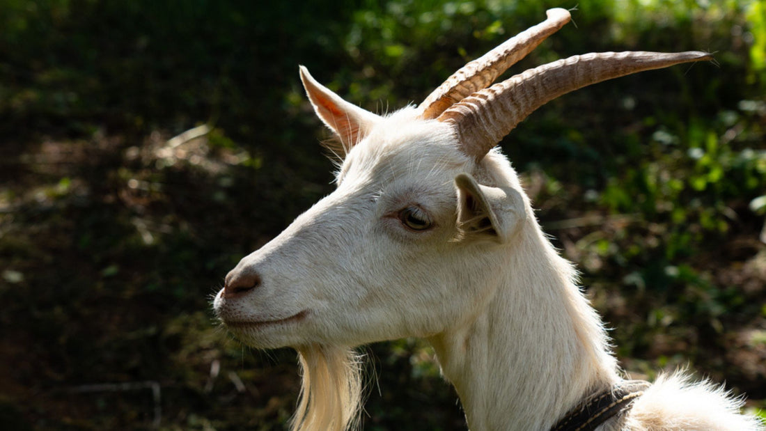 Goats milk melt and pour soap recipe UK