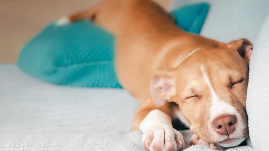 Best essential oils for sleep