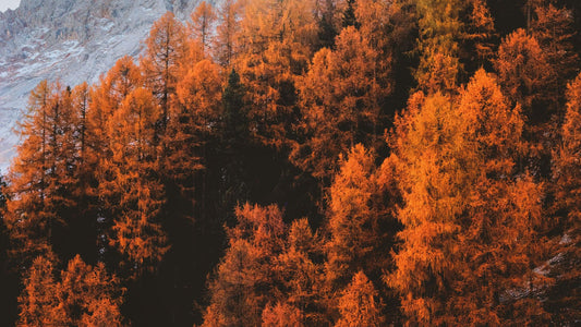 Autumn Essential Oil Blends for Diffusers