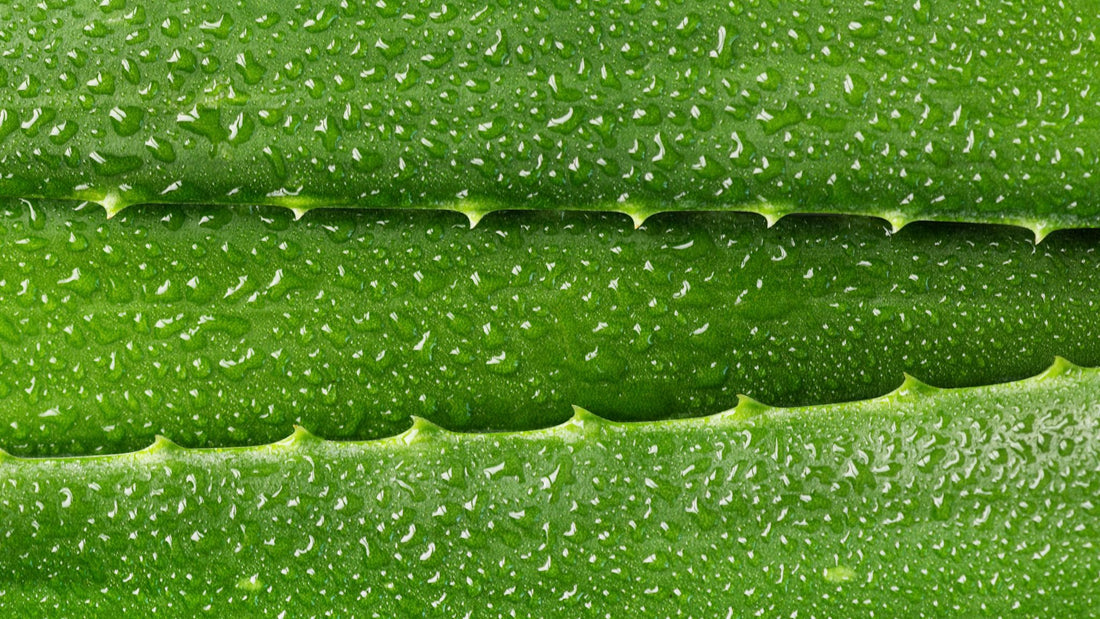 Aloe vera juice cold process soap recipe