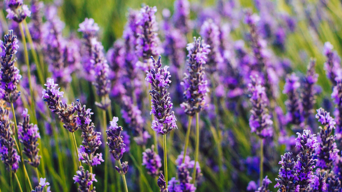 Does lavender essential oil help with first degree burns?