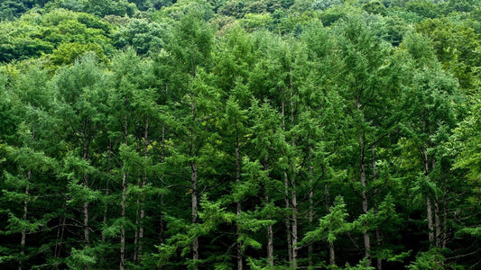 Cedarwood oil for hair loss, does it work?