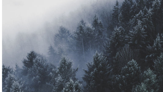 Winter Essential Oil Blends for Diffusers