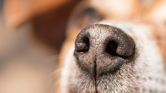 How to make dog paw and nose balm