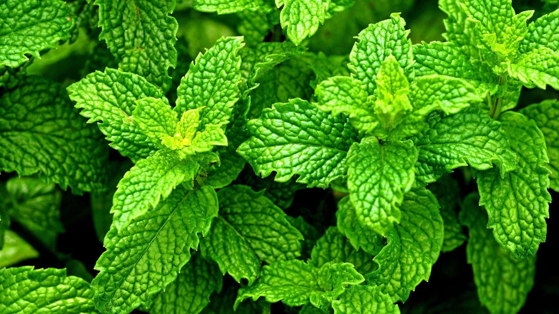 Peppermint Oil For Hair Growth