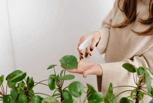 Homemade Pesticide Recipe