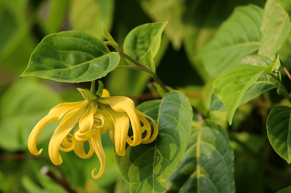 What is Ylang Ylang Essential Oil? Uses, Sustainability and Purity